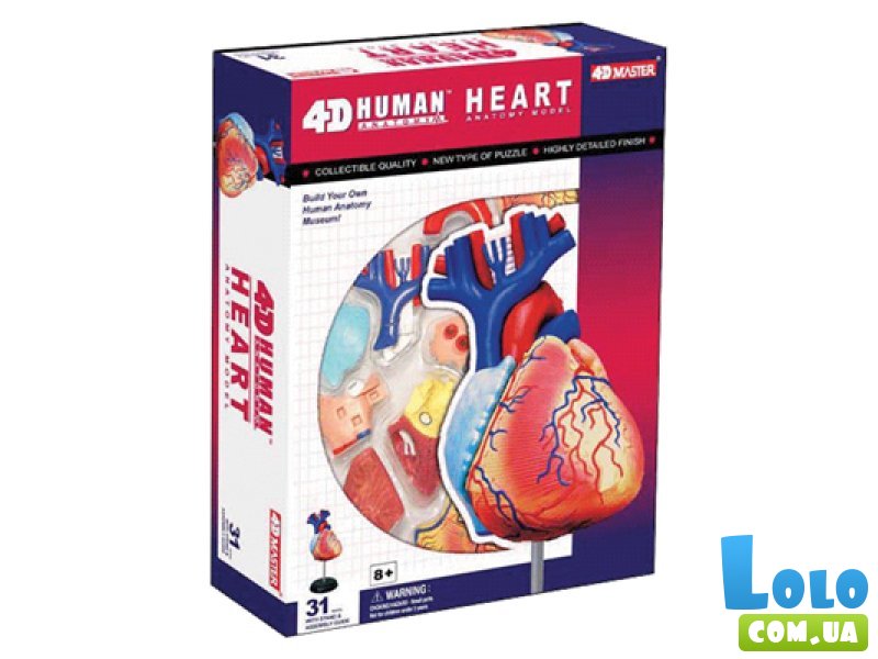 Объемная анатомическая модель 4D Master "Сердце человека" (26052), 31 эл.