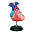 Объемная анатомическая модель 4D Master "Сердце человека" (26052), 31 эл.
