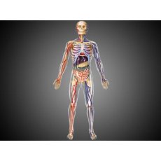 Объемная анатомическая модель 4D Master "Тело человека прозрачное" (26070), 60 эл.