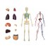 Объемная анатомическая модель 4D Master "Тело человека прозрачное" (26070), 60 эл.