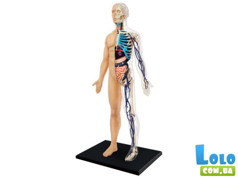 Объемная анатомическая модель 4D Master "Тело человека" (26085), 60 эл.