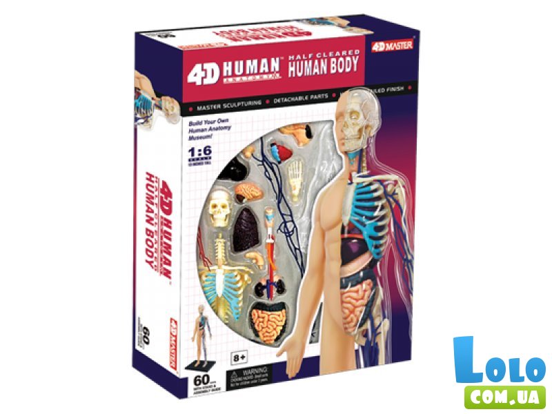 Объемная анатомическая модель 4D Master "Тело человека" (26085), 60 эл.