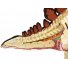 Объемная анатомическая модель 4D Master "Стегозавр" (26095), 39 эл.