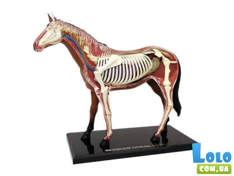 Объемная анатомическая модель 4D Master "Лошадь" (26101), 26 эл.