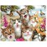 Картина по номерам Семья кошачьих, Brushme (40х50 см)