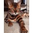 Картина по номерам Бенгальский кот, Brushme (40х50 см)
