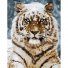 Картина по номерам Уссурийский тигр, Идейка (40х50 см)