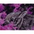 Картина по номерам Кролик в цветах, Strateg (40х50 см)