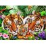Алмазная мозаика Животные Тигры 3, TK Group (30х40 см)